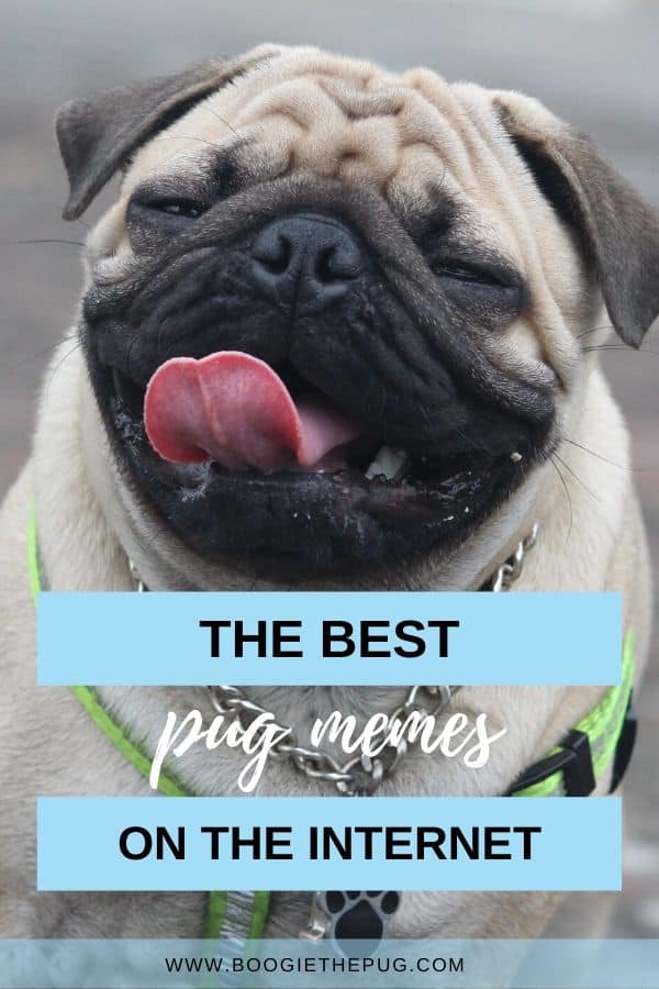 Pugs provide the necessary inspiration for pug memes to go viral. Take a look at the best pug memes on the Internet! Which is your favorite?
