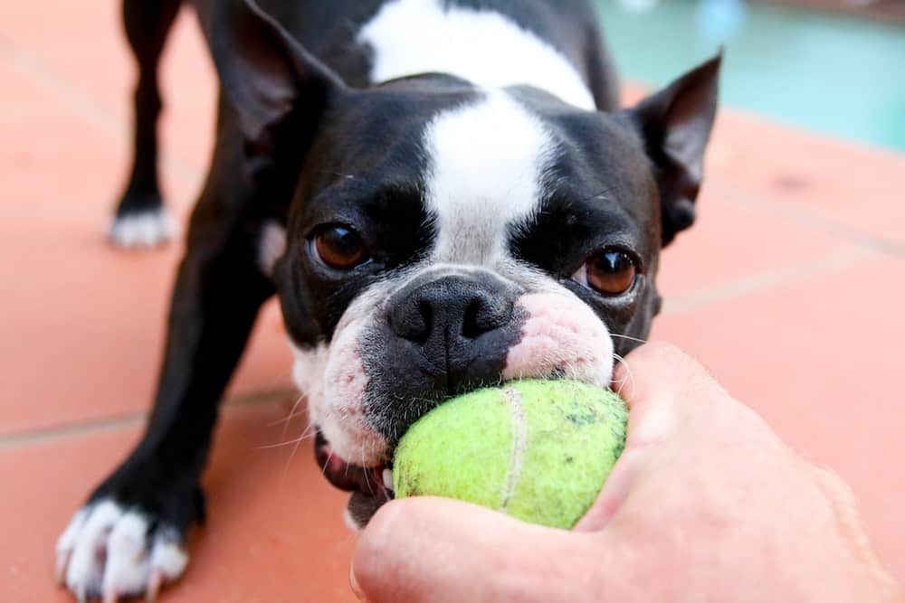 A dog playing tug o war with a tennis ball. 