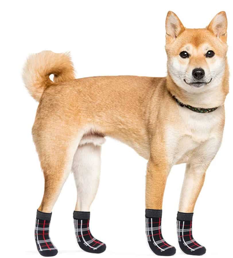 A dog in socks.