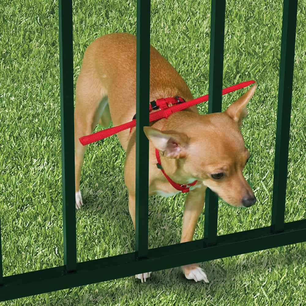 A dog in an escape prevention harness.