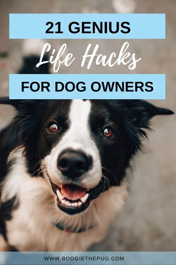 Living with a dog doesn't have to be so hard. Try out these 21 genius dog hacks and tell us what you think!