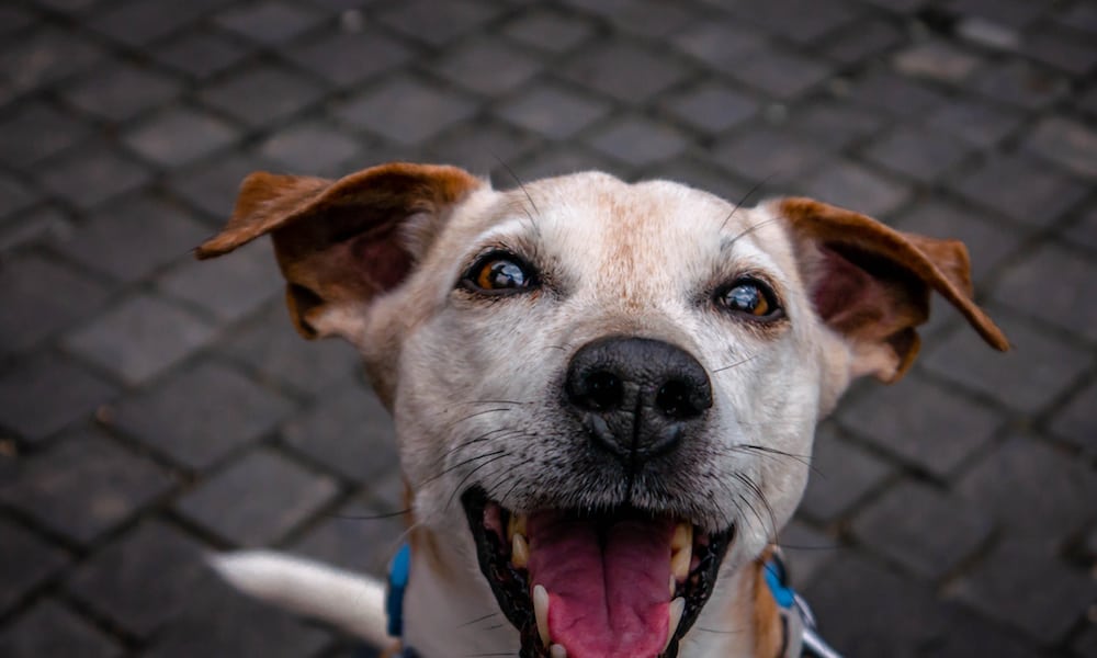 A happy dog smiles.