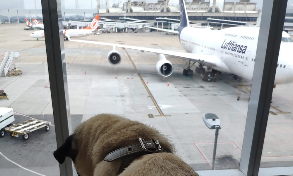 A dog sits in an airport.