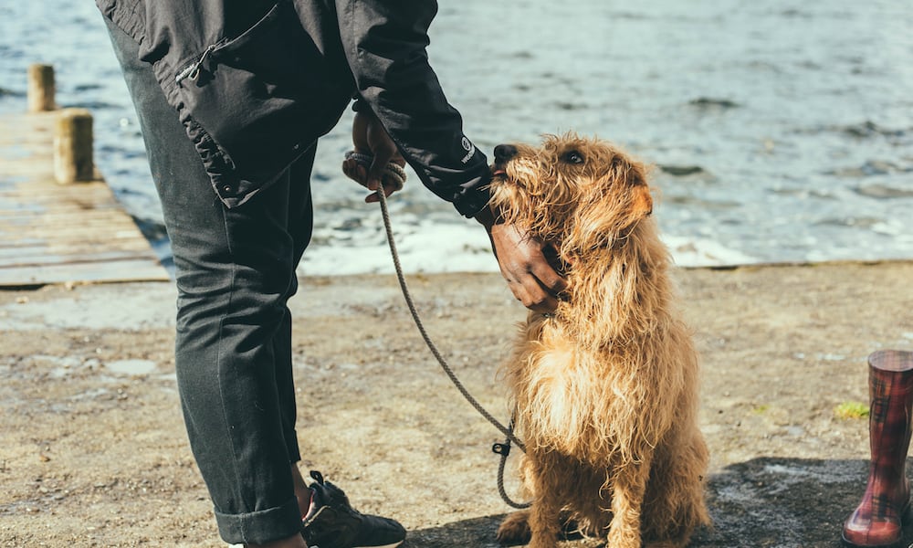 A man pets a shaggy dog.