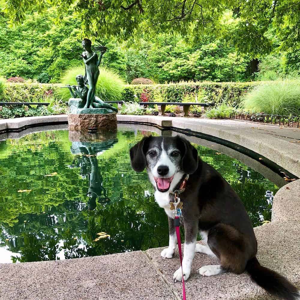 A dog at the Conservatory Garden in Central Park. 