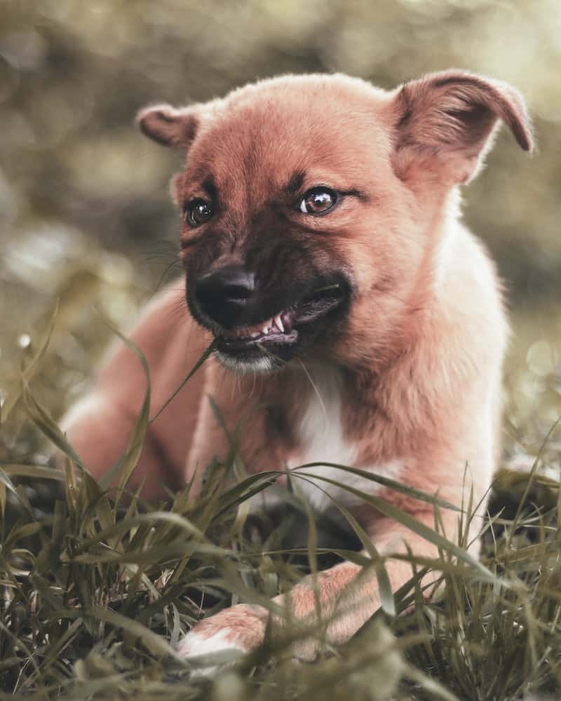 A dog laying in grass bares his teeth.