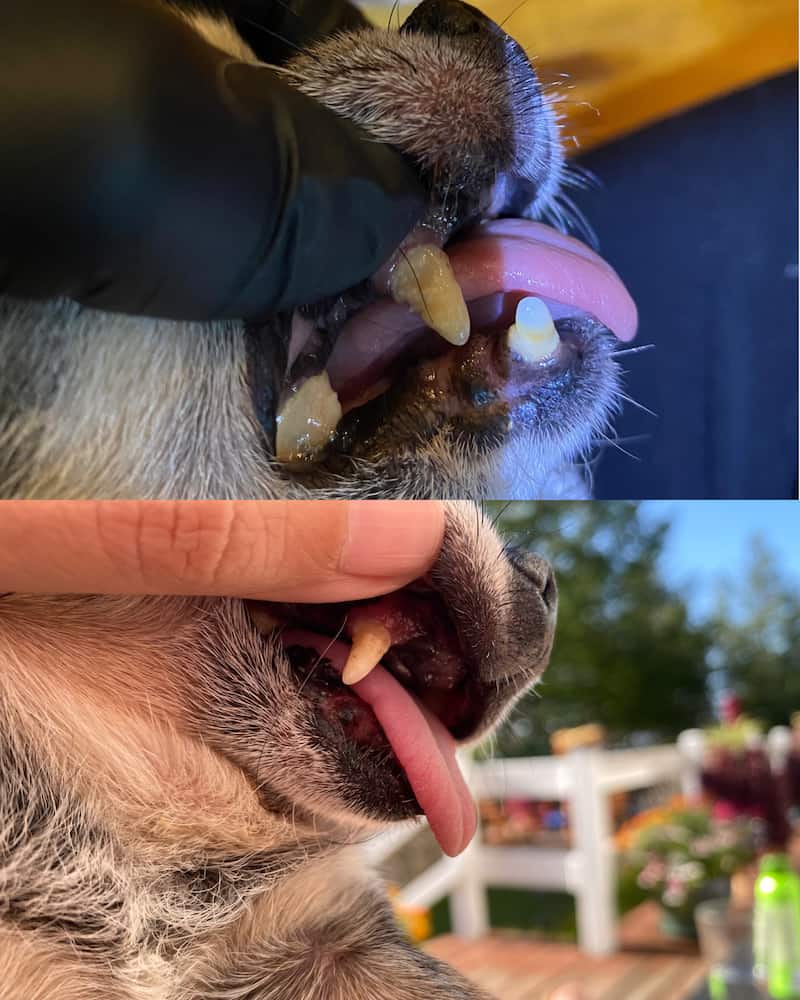 Before and After the doggy dental.