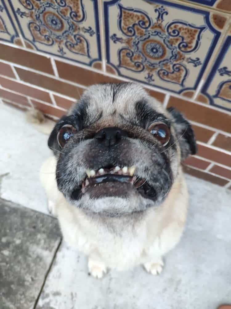 A pug flashing his teeth. 