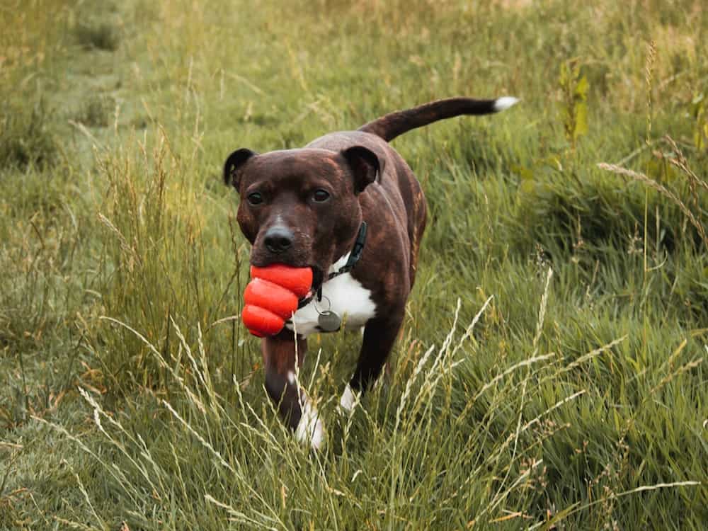 A dog with a kong in a field of grass.