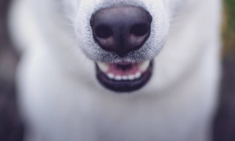 Cleaning a Senior Dog’s Teeth: Anesthesia-Free Dog Dental