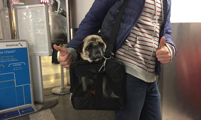 Everything Your Dog Will Need on an Airplane