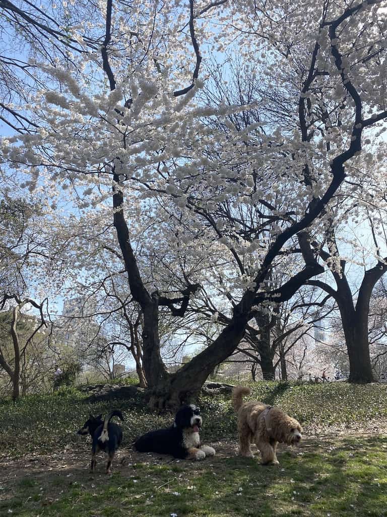 Central Park in the Spring. 