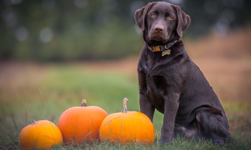 A dog sits with pumpkins in Fall.