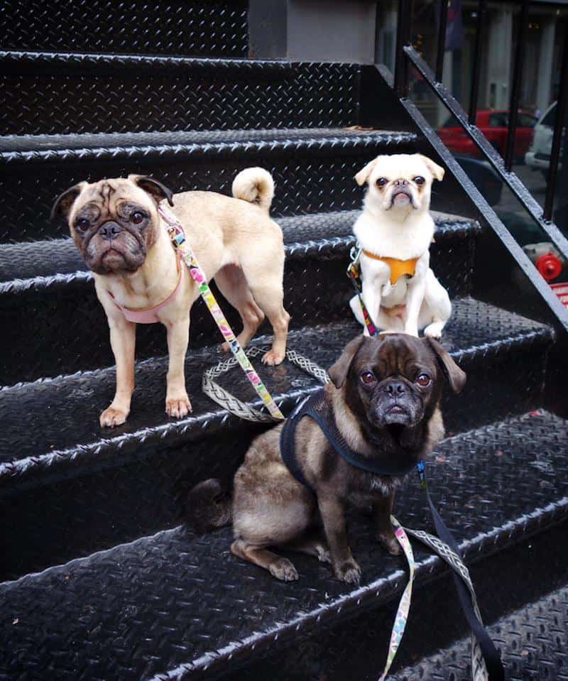 Three pugs on a stoop.