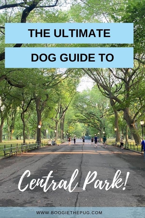 Central Park truly is a dog paradise for city dwelling canines. These are the best dog-friendly things to do and see in Central Park.