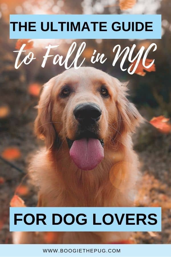 There's nothing like Autumn in New York! Here are the best dog-friendly things to do in New York City this fall. 