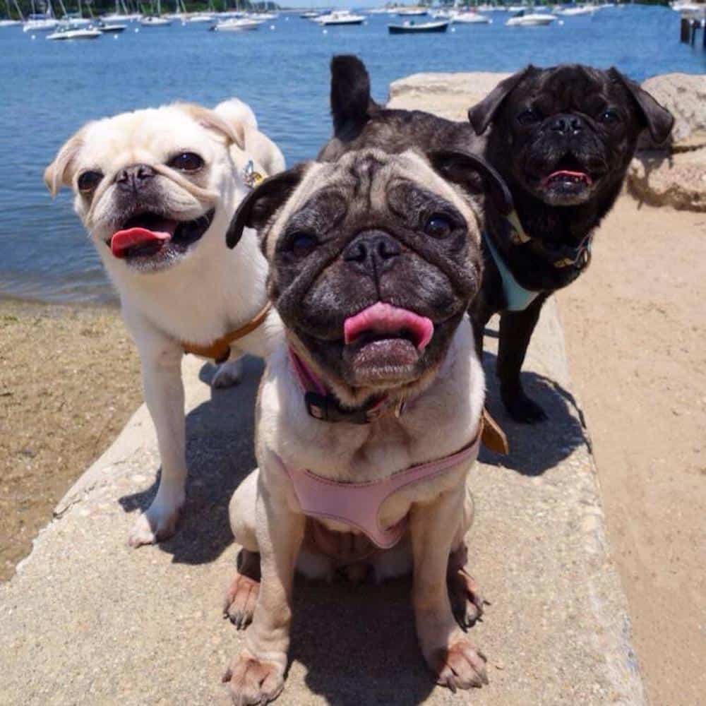 Three smiling pugs.