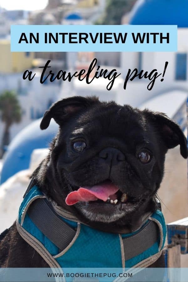 Pebbles is a well traveled, 5-year-old pug, who has visited 29 countries across multiple continents. Here's how she does it!