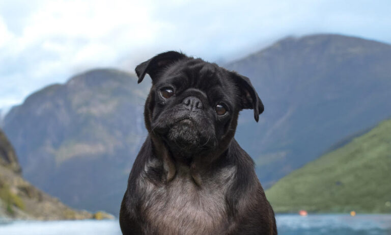 Country Hopping Dog: An Interview With Pebbles the Traveling Pug