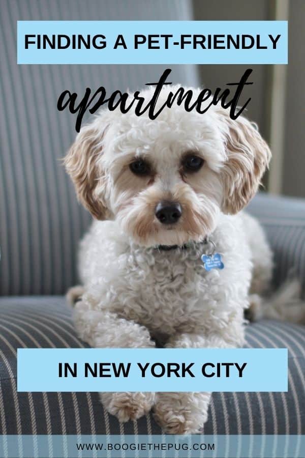 We spoke to a NYC real estate broker to bring you this ultimate guide to finding pet-friendly rentals in New York City.