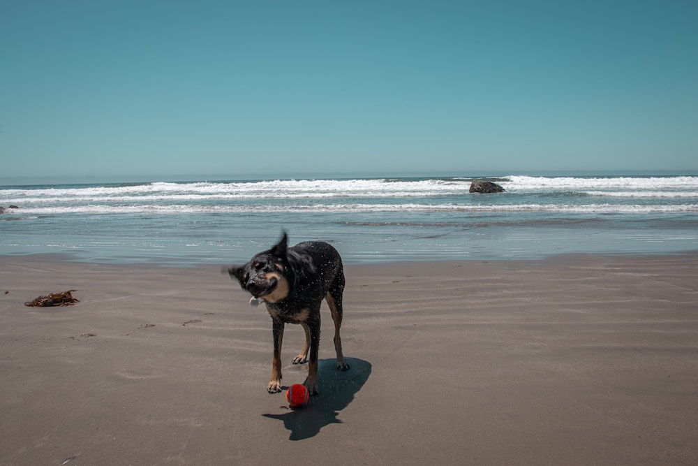 A dog shakes on a beach.