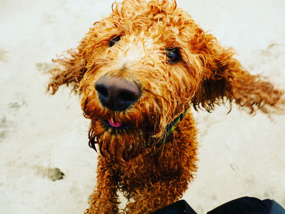 A wet dog on a beach.