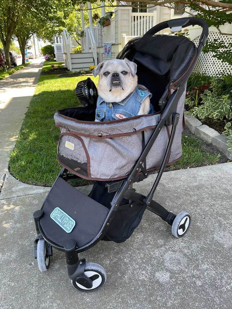 Gus in Ibiyaya Pet Stroller for Medium Dogs