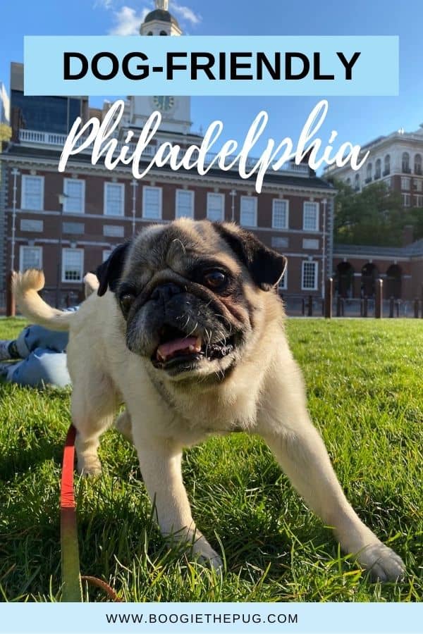 Who knew that the city of brotherly love had gone to the dogs? Just a quick two hours from New York City, Philly is a dog lovers dream. Here are 13 dog friendly things to do in Philadelphia.