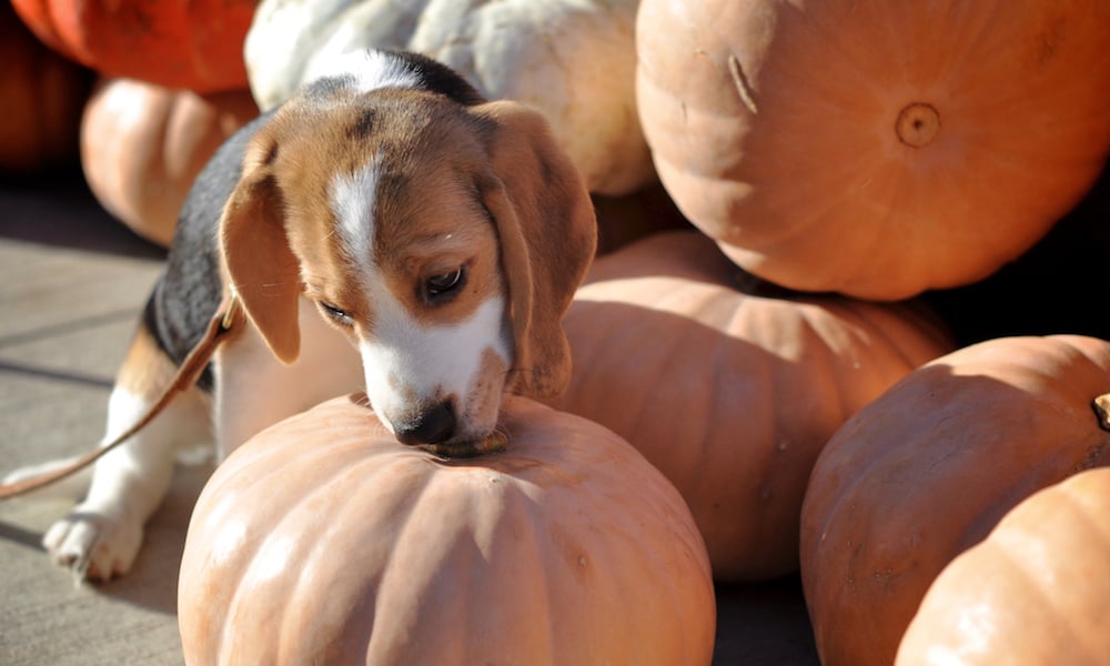 Dog eating pumpkin