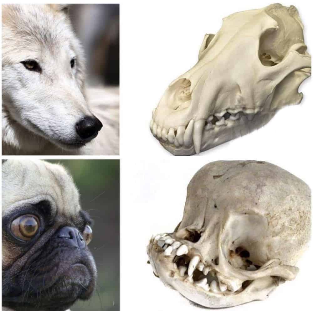 This is What a Pug Skull Looks Like - Boogie the Pug