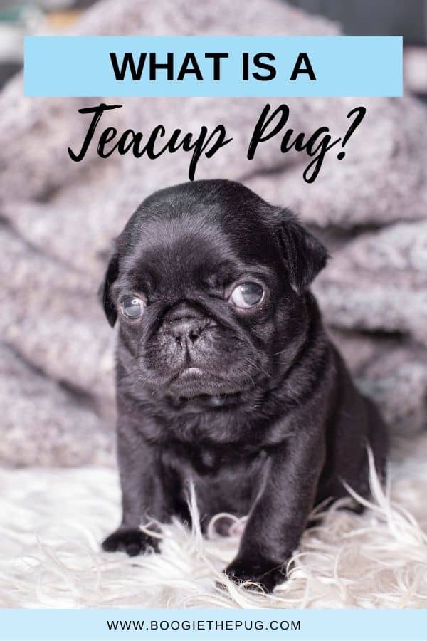 Pug dog hot sale mini