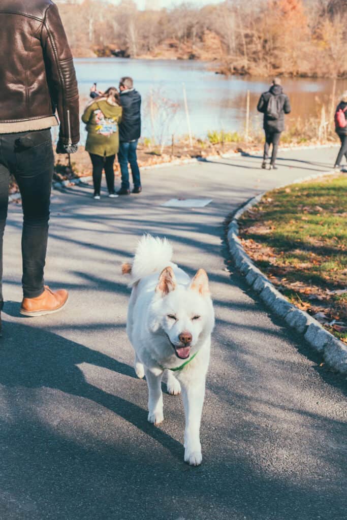A dog walking in Central Park.