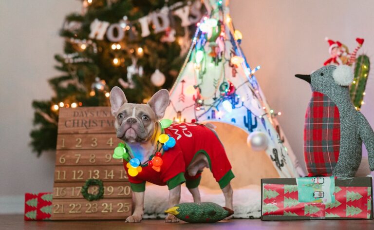 The Best Dog-Friendly Holiday Markets in NYC