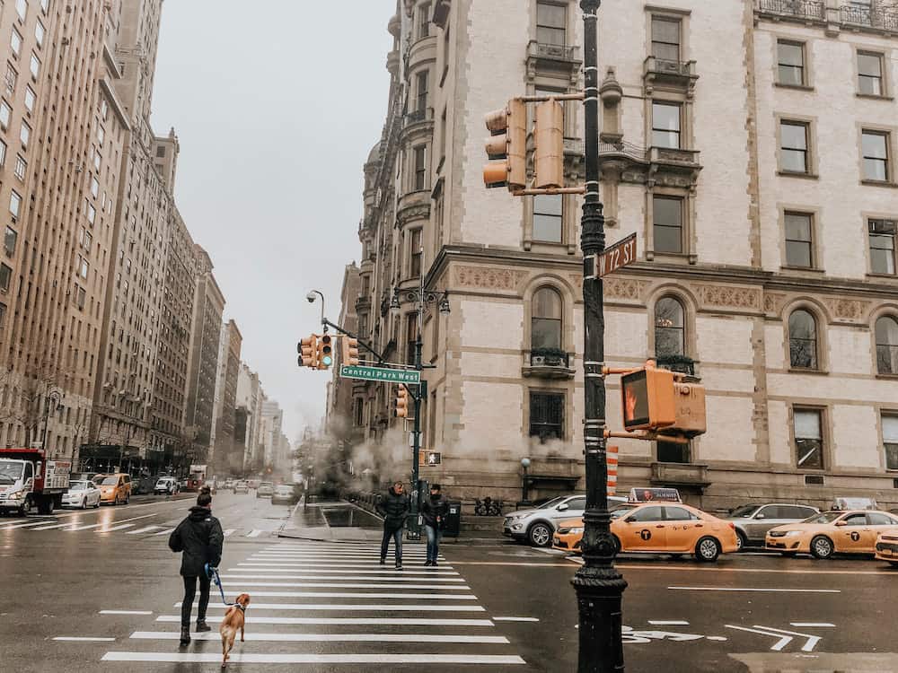A dog walking across the street in New York City.