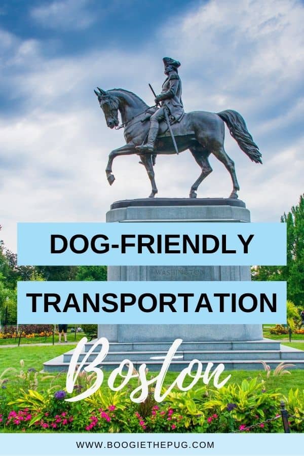All of Boston's downtown areas and neighborhoods are accessible by train, bus, trolley, or water transportation. Read on to learn where your dog is welcome on Boston's public transportation. 
