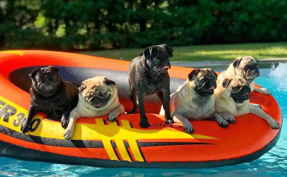 Pugs on a float.