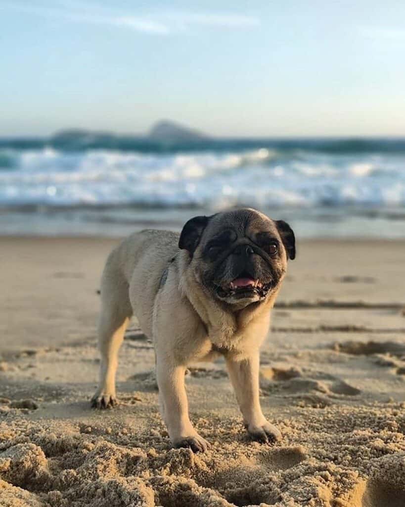 Boogie the pug at the beach.