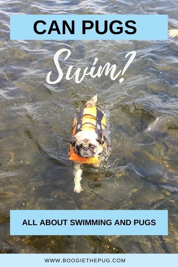Pugs, like other breeds, can be great little swimmers, and often enjoy playing in water. Here's the low down on pugs and swimming. 