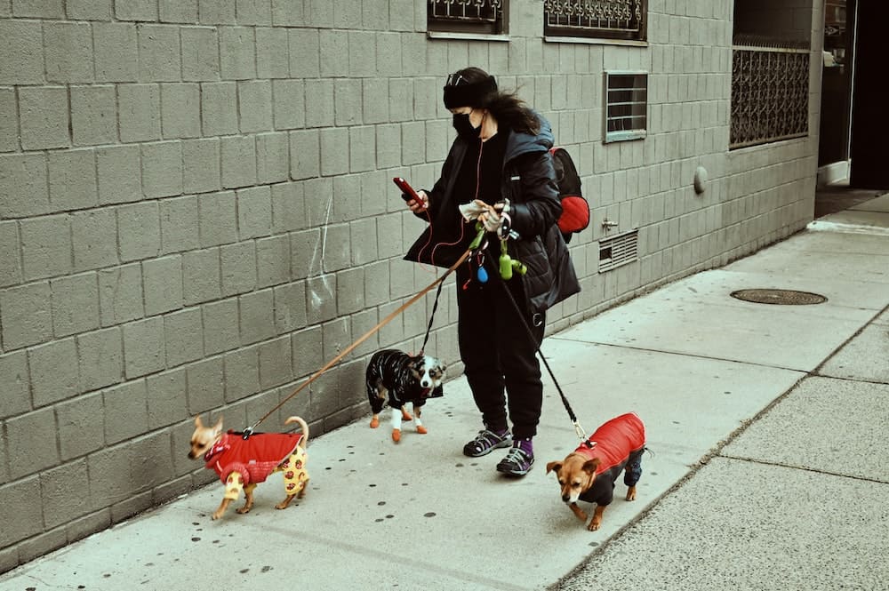 A distracted dog walker.