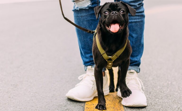 How to Find and Choose a Reliable Dog Walker