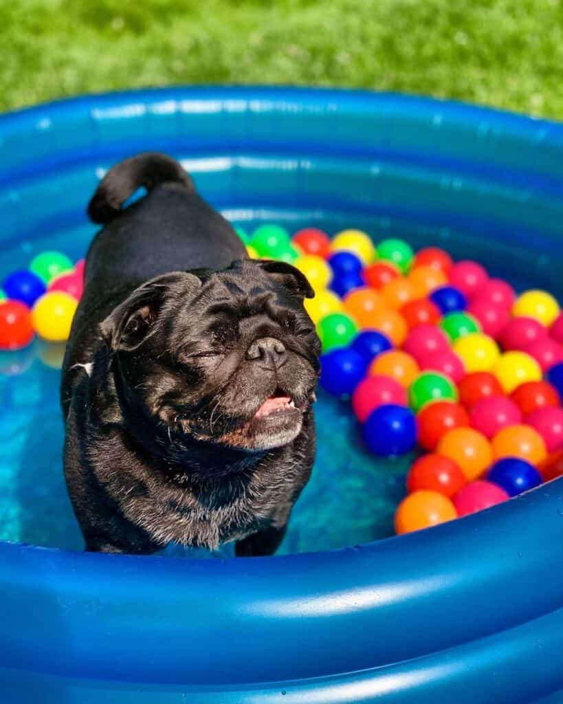 A pug in a kiddy pool.