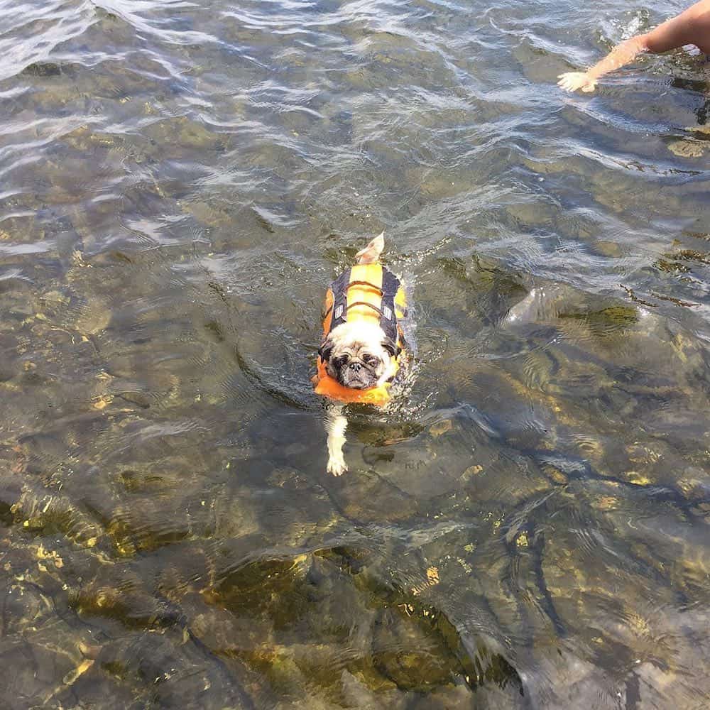 Swimming pug.