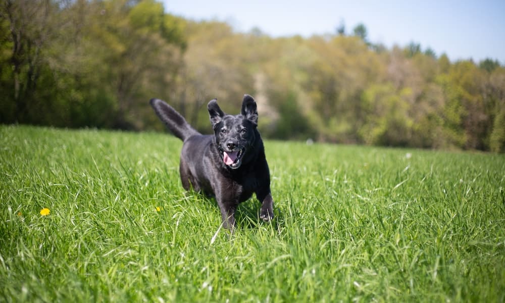 Learn how to enjoy Prospect Park with your dog.