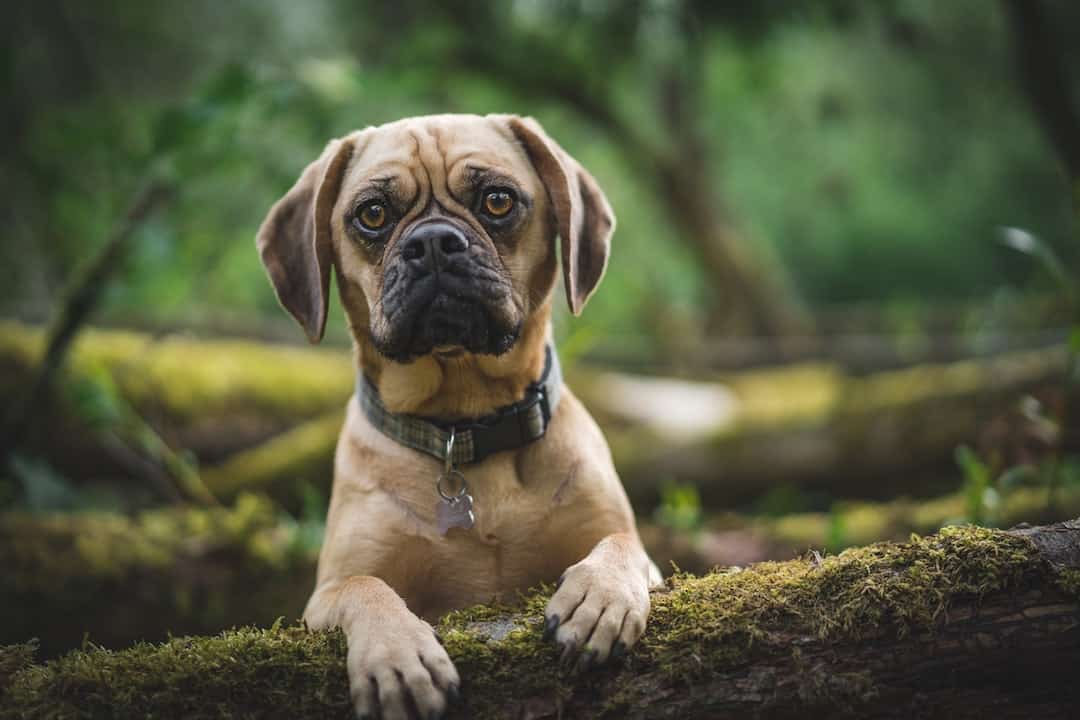 A pug mix is a dog that is part pug, part some other other breed. Here are 21 pug mixes you have to check out.