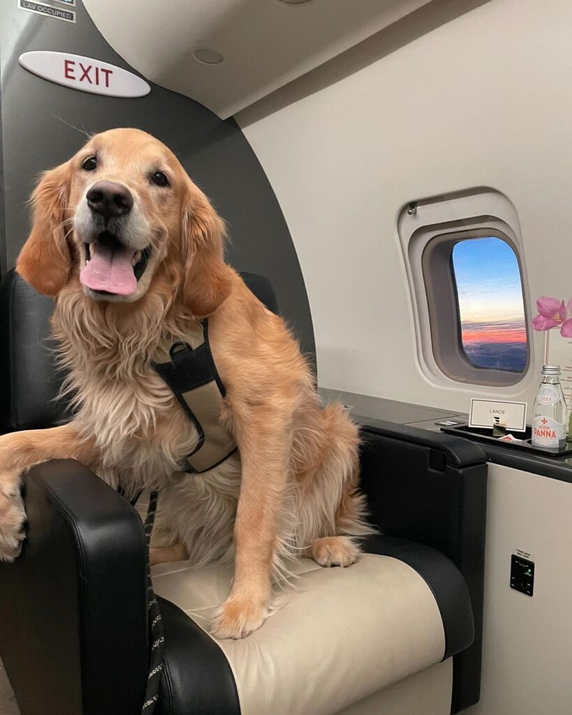 Airlines That Allow Big Dogs In Cabin - Boogie The Pug