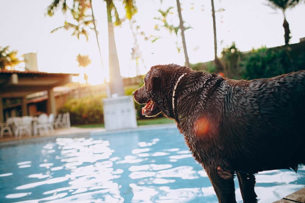 A dog at the pool.