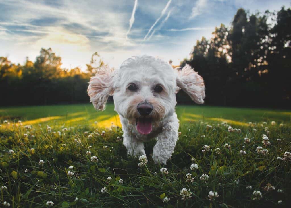 Happy Dog in Field