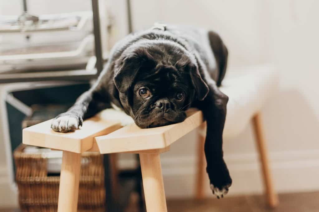 Marking is when a dog releases a small amount of urine. Here are solutions to stop your pug from marking in the house.