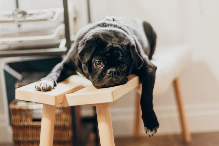 Why pugs mark in the house and how to stop it