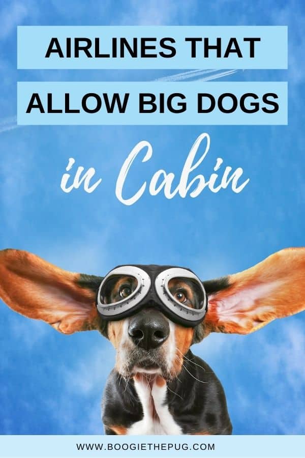 can big dogs go on planes